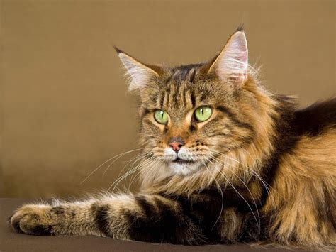 maine coon maine