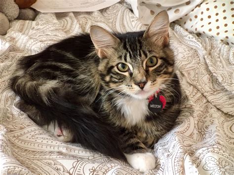 maine coon mix kittens