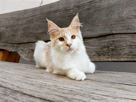 maine coon preço filhote