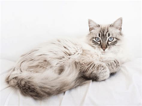 maine coon siamese cat mix