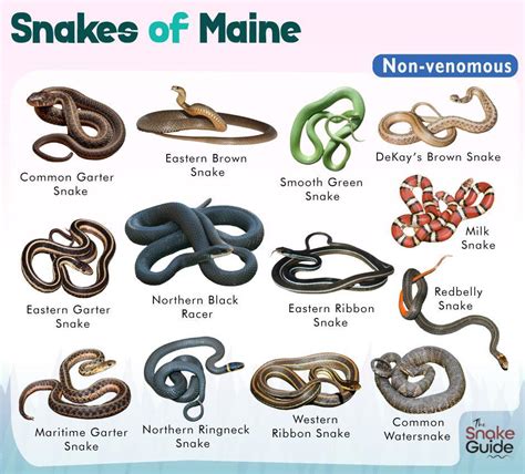 maine snakes poisonous