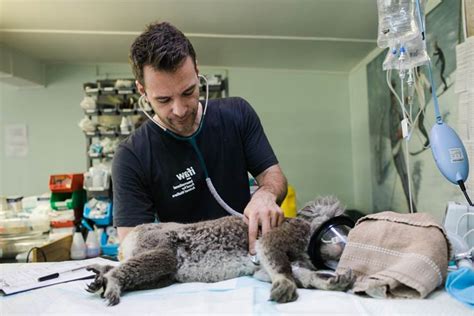 majors for animals
