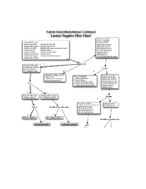 make flowchart from bergeys manual Epub