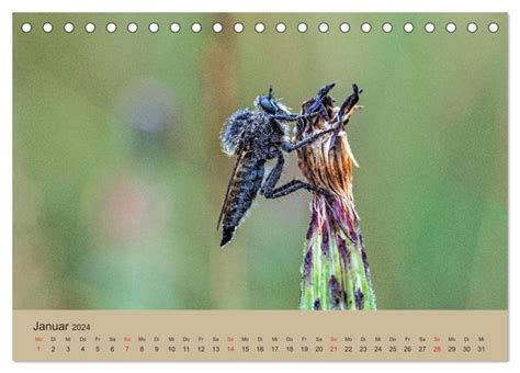 makros insektenwelt tischkalender 2016 quer Reader