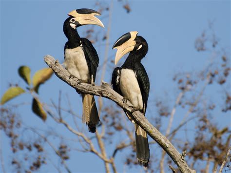 malabar pied hornbill