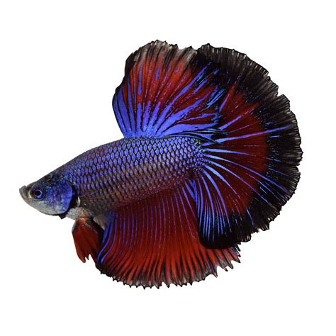 male betta