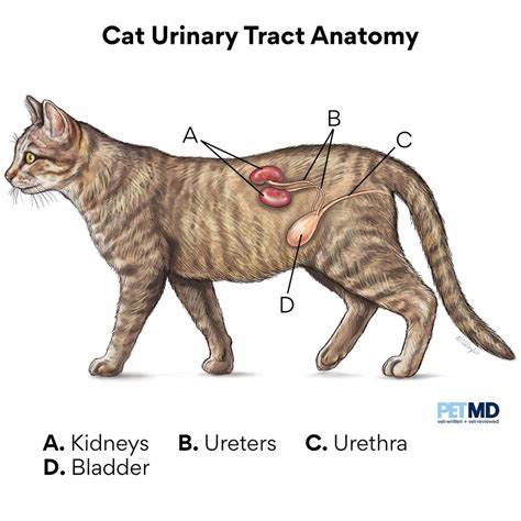 male cat bladder infection