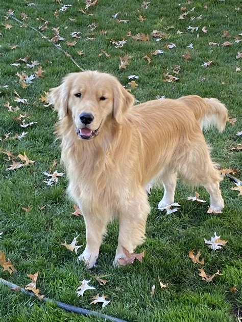 male golden retriever