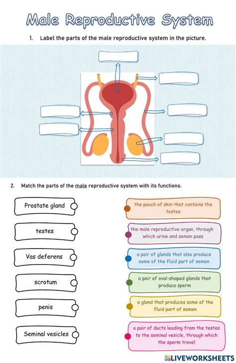 male reproductive system diagram exercise pdf PDF