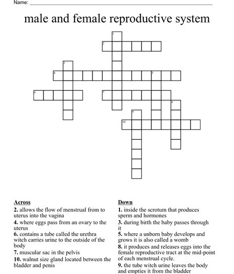 male reproducttive crosswords answers PDF