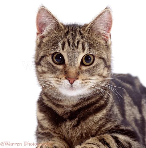 male tabby kitten