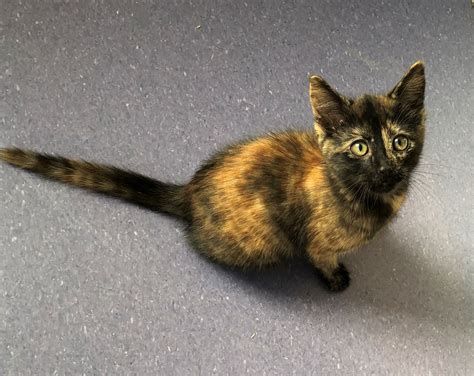 male tortoiseshell kitten