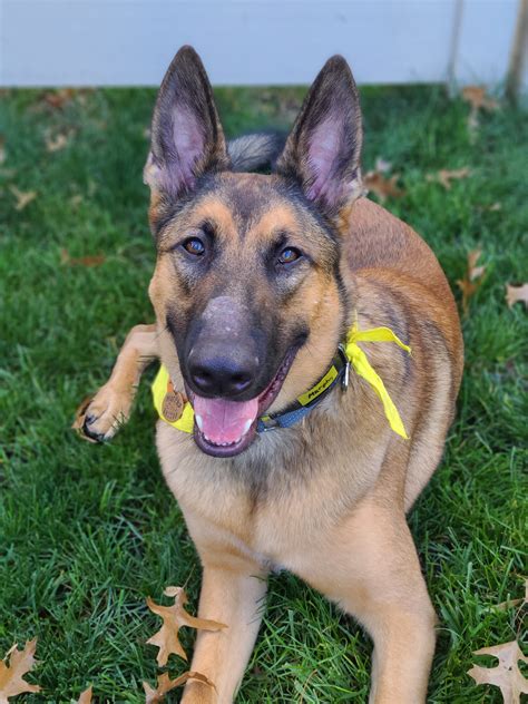 malinois mix german shepherd