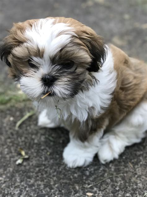 maltese and a shih tzu