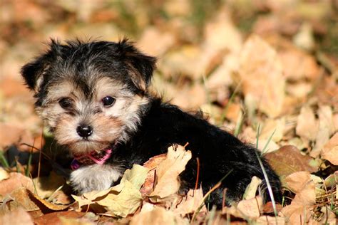 maltese and yorkie