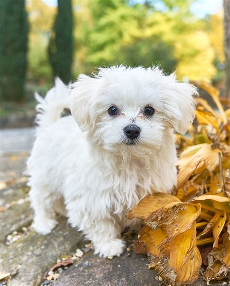 maltese dog miniature