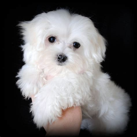 maltese for adoption