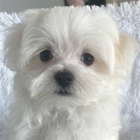 maltese puppy for sale near me