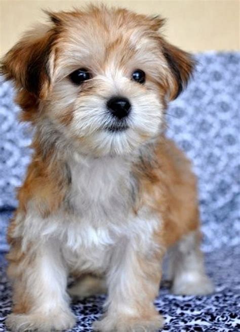 maltese with yorkie