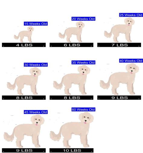 Maltipoo Growth Chart