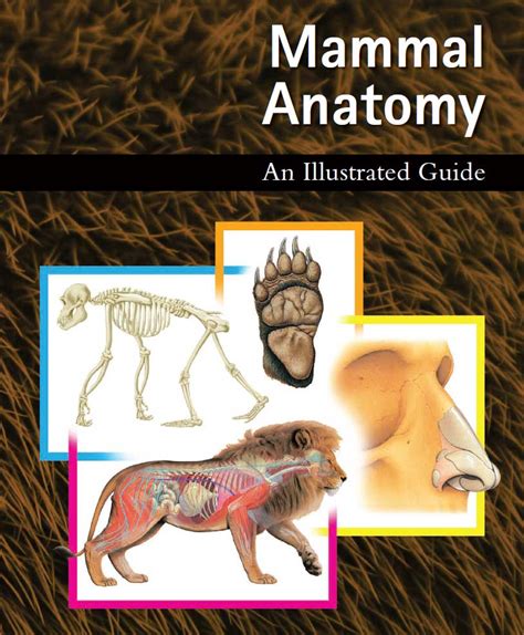 mammal anatomy an illustrated guide Epub