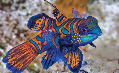 mandarin fish species