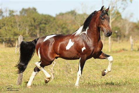 mangalarga marchador valor