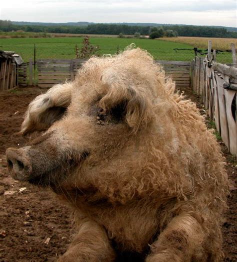 mangalica