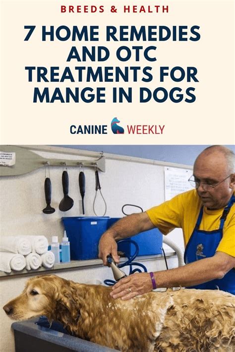 mange in dogs treatment