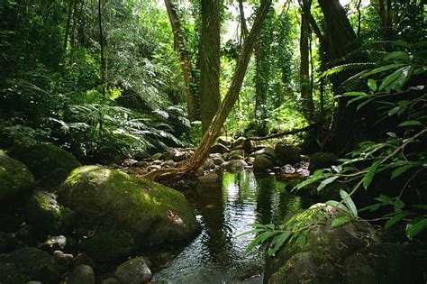 manoa stream manoa stream PDF