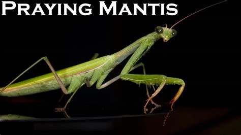 mantis story true story Epub