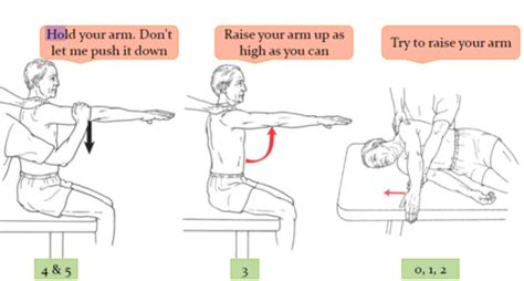 manual muscle testing shoulder Epub