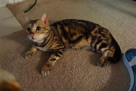 marble bengal