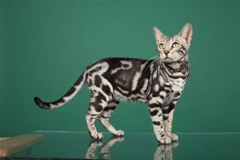 marble bengal cat