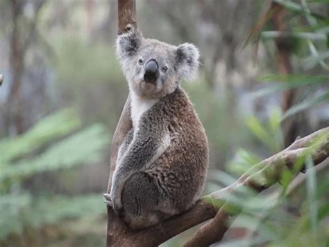 march of koala