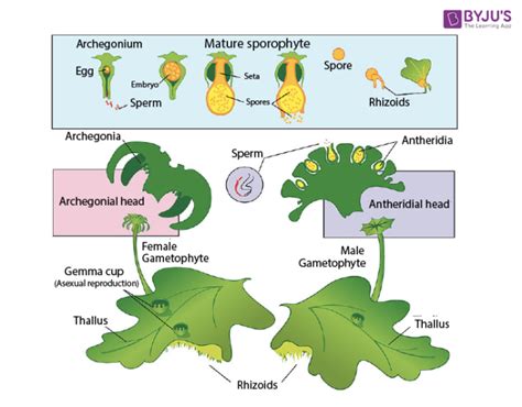 marchantia reproduction with diagram pdf Reader