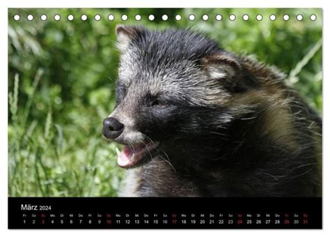 marderhunde tischkalender 2016 quer monatskalender Epub