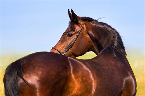 mare horse