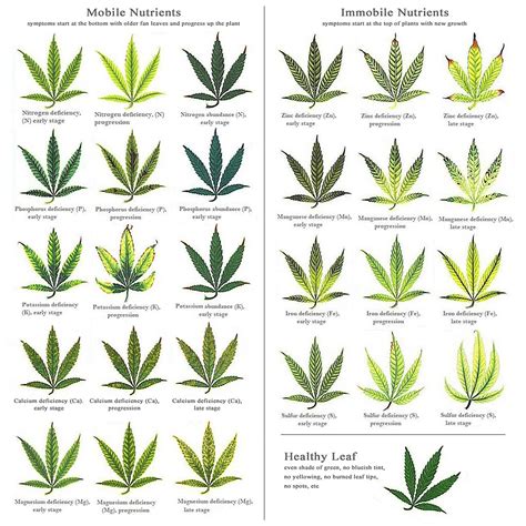 Marijuana Deficiency Chart