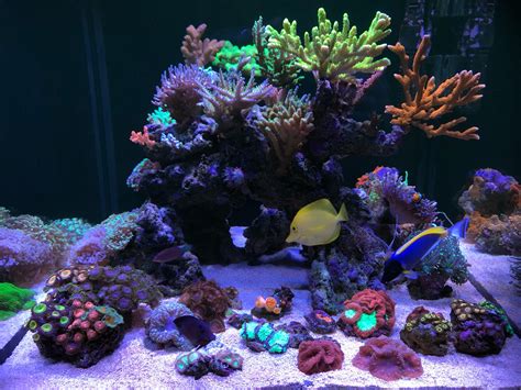 marine aquarium keeping marine aquarium keeping Reader