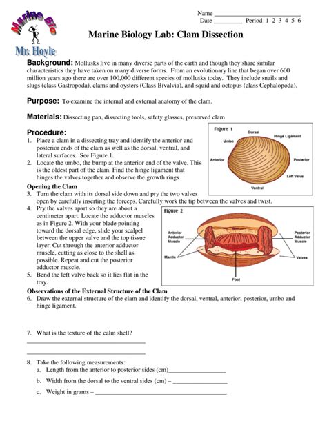 marine biology lab clam dissection answers PDF