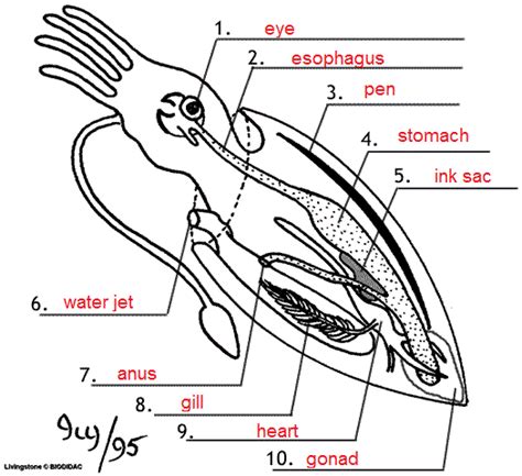 marine biology squid dissection lab answer key Reader