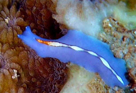 marine flatworms the world of polyclads Reader