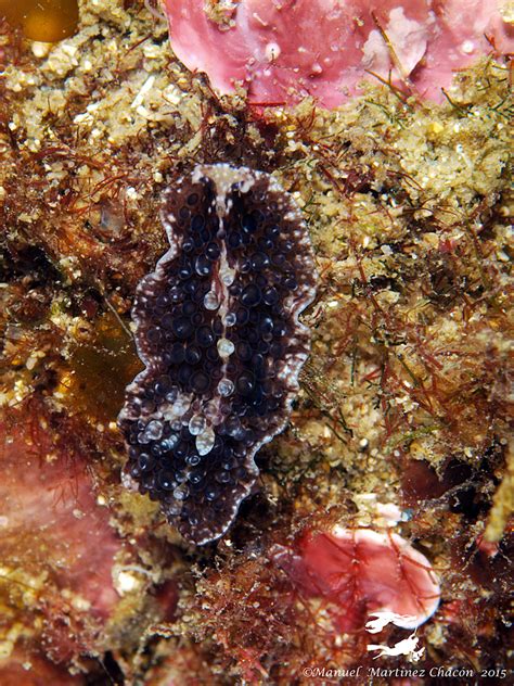 marine flatworms the world of polyclads Reader