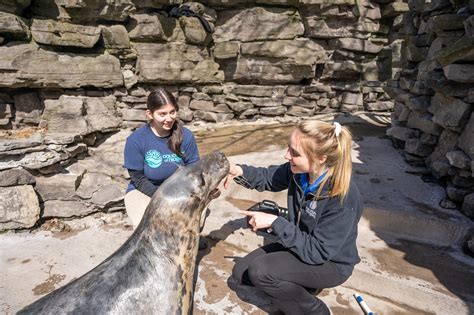 marine mammal internships