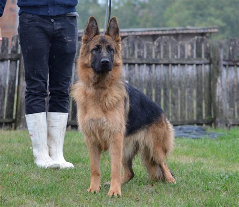 marlo von baccara owner Reader