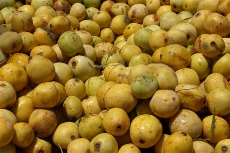 marula fruit