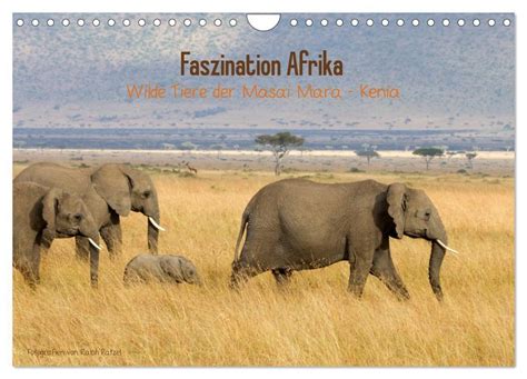 masai mara 2016 wandkalender quer Kindle Editon