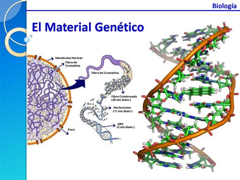 material genetico