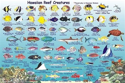 Maui Reef Fish Chart
